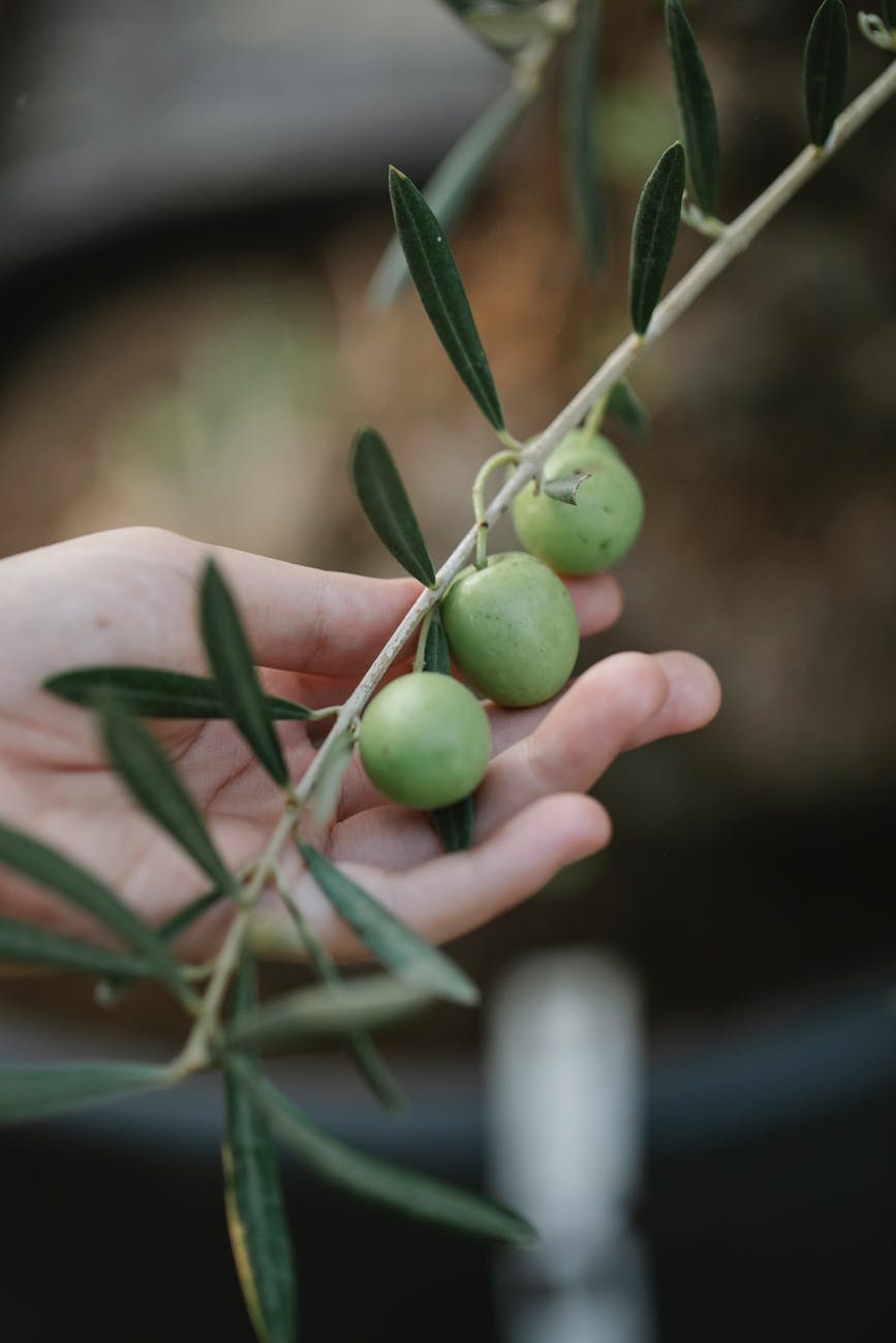 Onde e quais são seus frutos?